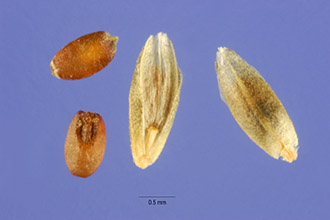 <i>Eragrostis chloromelas</i> Steud.