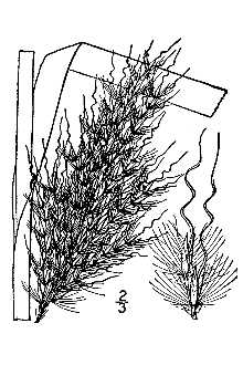 <i>Erianthus alopecuroides</i> (L.) Elliott var. hirsutis Nash
