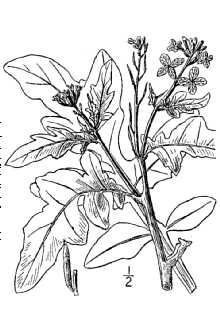 <i>Eruca eruca</i> (L.) Asch. & Graebn., nom. inval.