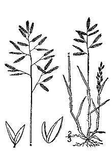 <i>Eragrostis poaeoides</i> P. Beauv. ex Roem. & Schult.