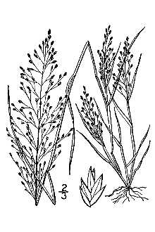 <i>Eragrostis frankii</i> C.A. Mey. ex Steud. var. brevipes Fassett