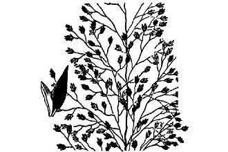 <i>Eragrostis frankii</i> C.A. Mey. ex Steud. var. brevipes Fassett