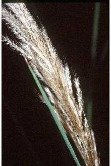 Sugarcane Plumegrass
