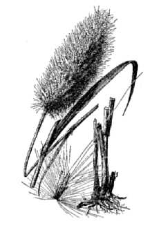 <i>Erianthus giganteus</i> (Walter) P. Beauv.