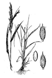 Tapertip Cupgrass