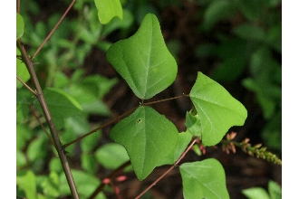 <i>Erythrina arborea</i> (Chapm.) Small