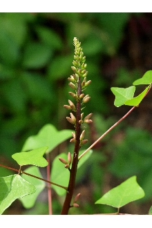 <i>Erythrina arborea</i> (Chapm.) Small