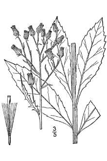 <i>Erechtites hieraciifolia</i> (L.) Raf. ex DC., orth. var.