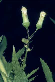 <i>Erechtites hieracifolia</i> (L.) Raf. ex DC., orth. var.