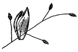 <i>Eragrostis hirsuta</i> (Michx.) Nees var. laevivaginata Fernald