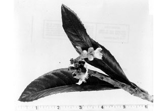 <i>Mespilus japonica</i> Thunb.