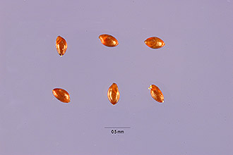 <i>Eragrostis glomerata</i> (Walter) L.H. Dewey