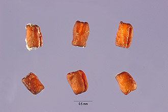 <i>Eragrostis hosakai</i> O. Deg.