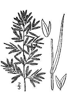 <i>Eragrostis megastachya</i> (Koeler) Link