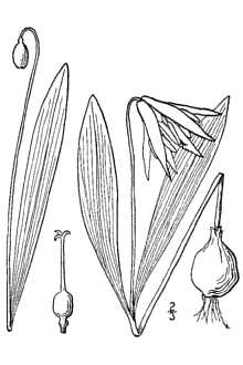 <i>Erythronium albidum</i> Nutt. var. coloratum Sterns