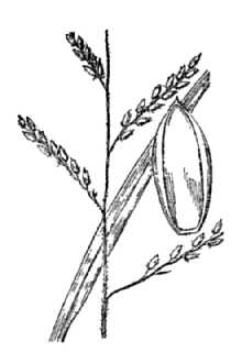 Longleaf Cupgrass