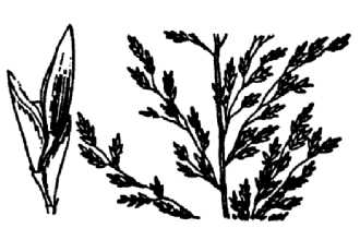 <i>Eragrostis pilosa</i> (L.) P. Beauv. var. pilosa