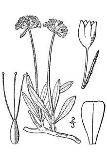 Fewflower Buckwheat
