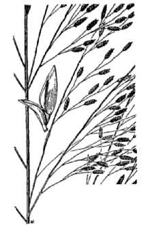 <i>Eragrostis neomexicana</i> Vasey ex L.H. Dewey