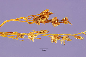 <i>Eragrostis chariis</i> auct. non (Schult.) Hitchc.