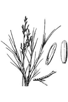 <i>Eragrostis obtusiflora</i> (Fourn.) Scribn.