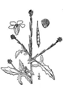 <i>Sisymbrium officinale</i> (L.) Scop. var. leiocarpum DC.