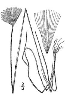 <i>Eriophorum opacum</i> (Björnstr.) Fernald