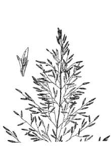 <i>Eragrostis orcuttiana</i> Vasey