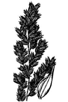 <i>Eragrostis oxylepis</i> (Torr.) Torr.