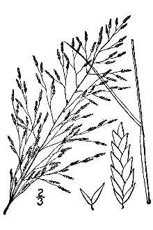 <i>Eragrostis perplexa</i> L.H. Harv.