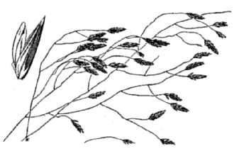 <i>Eragrostis trichodes</i> (Nutt.) Alph. Wood var. pilifera (Scheele) Fernald
