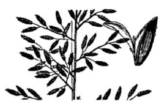 <i>Eragrostis suaveolens</i> Becker ex Claus