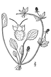 <i>Eryngium prostratum</i> Nutt. ex DC. var. disjunctum Fernald