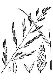 <i>Eragrostis purshii</i> hort. ex Schrad.