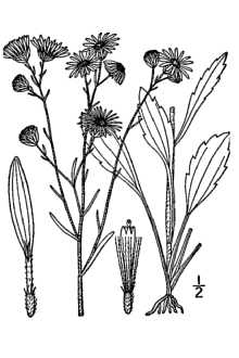 <i>Erigeron ramosus</i> (Walter) Britton, Sterns & Poggenb.