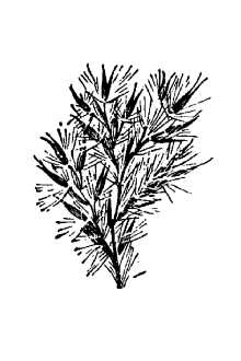 <i>Erianthus ravennae</i> (L.) P. Beauv. var. purpurascens (Andersson) Hack.