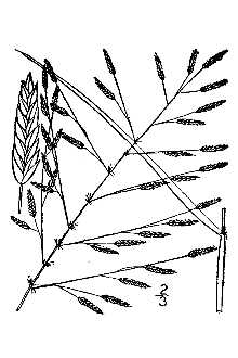 <i>Eragrostis campestris</i> Trin.