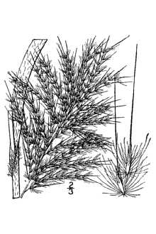 <i>Erianthus giganteus</i> (Walter) P. Beauv. var. compactus (Nash) Fernald