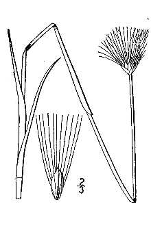 <i>Eriophorum scheuchzeri</i> Hoppe ssp. arcticum Novoselova