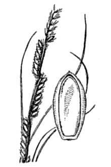 <i>Paspalum sericeum</i> Scheele