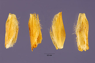 <i>Eragrostis setifolia</i> Nees