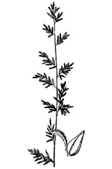<i>Eragrostis simplex</i> Scribn.