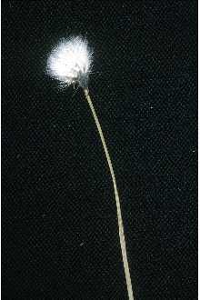 <i>Eriophorum spissum</i> Fernald var. erubescens (Fernald) Fernald