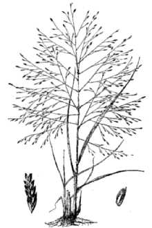 <i>Eragrostis spectabilis</i> (Pursh) Steud. var. sparsihirsuta Farw.