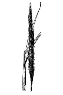 Narrow Plumegrass