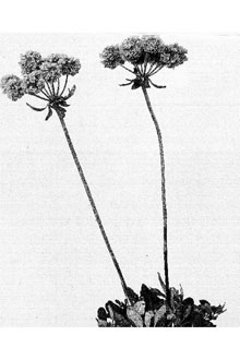 <i>Eriogonum heracleoides</i> Nutt. var. subalpinum (Greene) S. Stokes