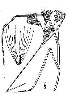 <i>Eriophorum tenellum</i> Nutt. var. monticola Fernald