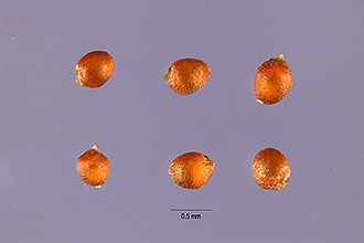 <i>Poa tenuifolia</i> A. Rich.