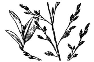 <i>Eragrostis tephrosanthos</i> Schult.