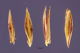 <i>Eragrostis trichocolea</i> Hack. & Arechav. var. floridana (Hitchc.) Witherspoon